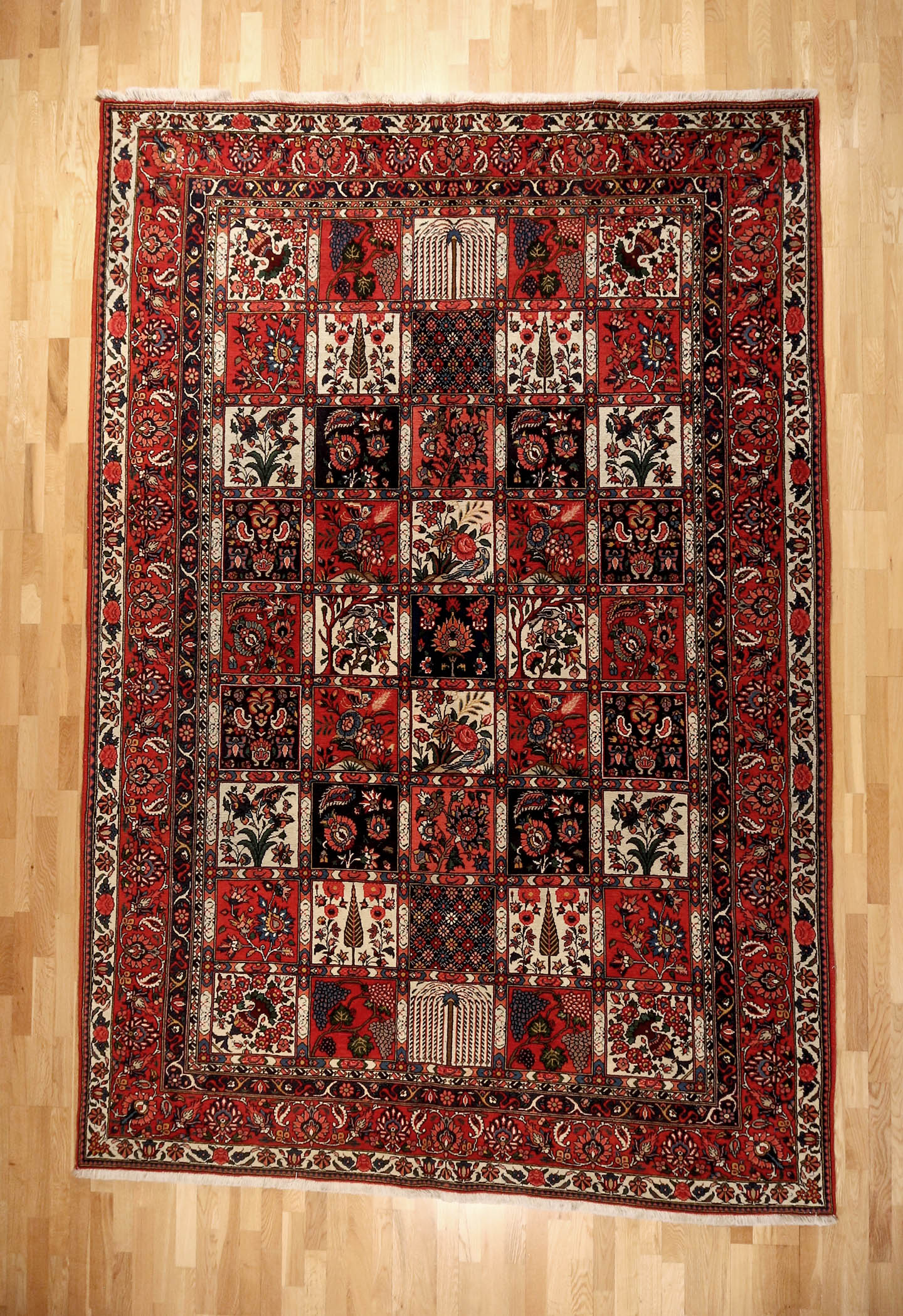 Persian Bakhitari
